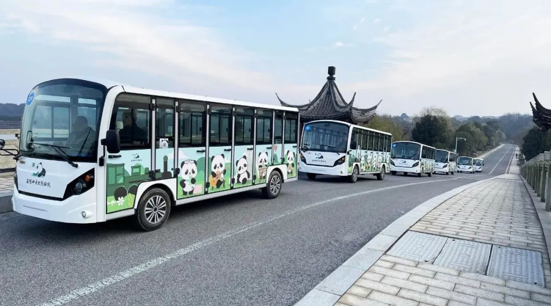 “熊貓?zhí)靾F(tuán)”來了！瑪西爾23座觀光車抵達(dá)岳陽中華大熊貓苑！